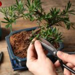Como formar um bonsai passo a passo?