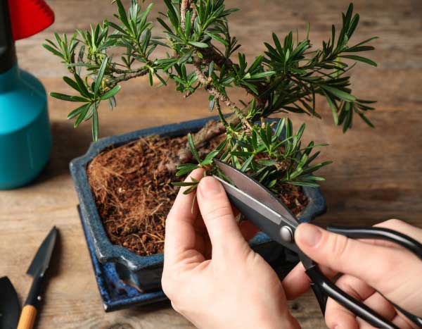Como formar um bonsai passo a passo?
