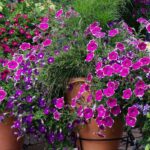 Como invernar as plantas perenes não rústicas?