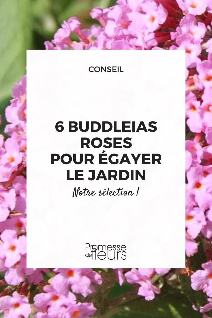 budleia Pink Panther