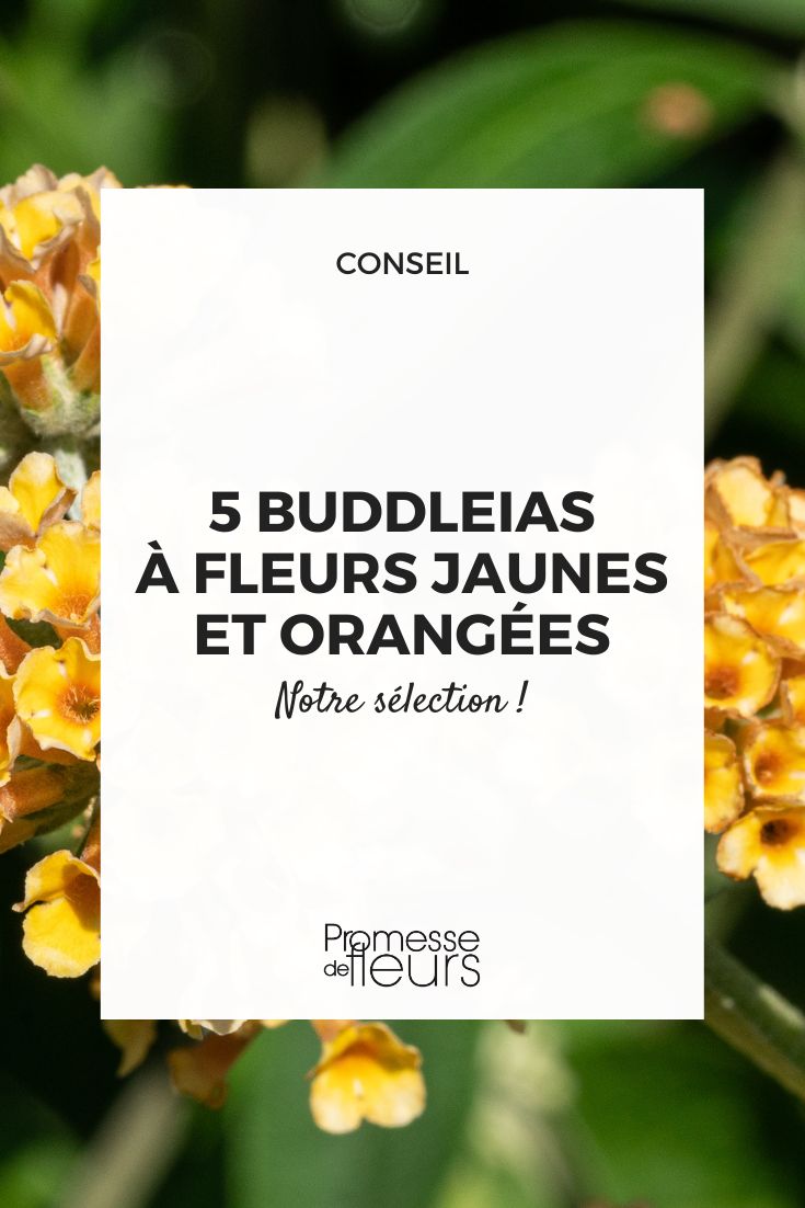 budleia com flores amarelas