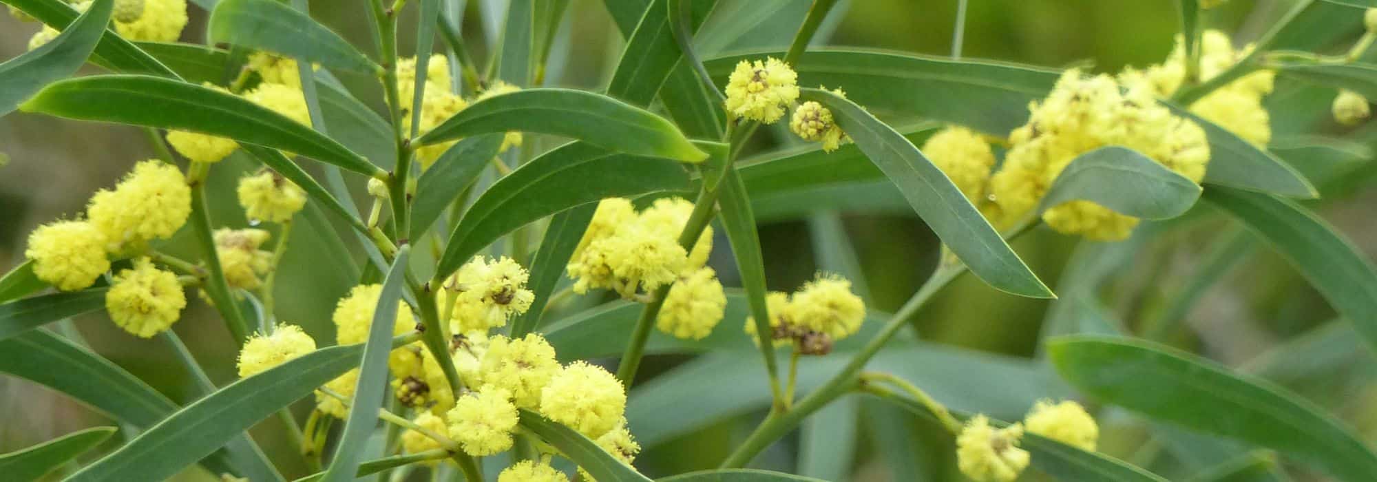 6 árvores com flores amarelas que deve ter no jardim