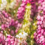 5 arbustos de cobertura que florescem no verão