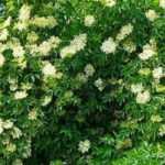 7 arbustos fáceis de cultivar e infalíveis para jardineiros principiantes