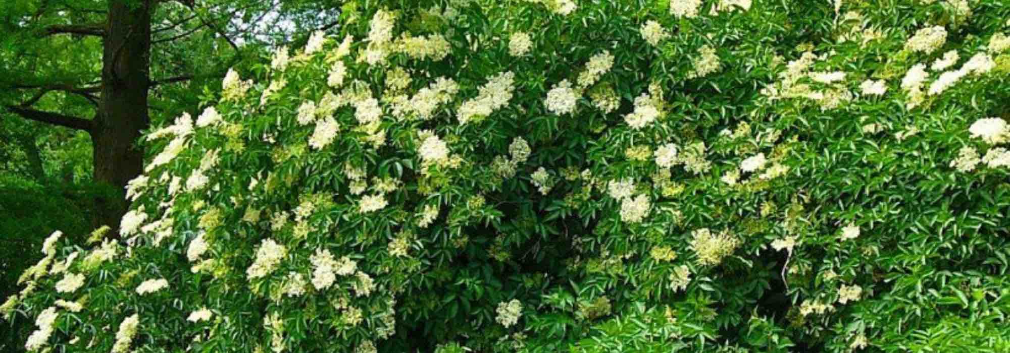 7 arbustos fáceis de cultivar e infalíveis para jardineiros principiantes
