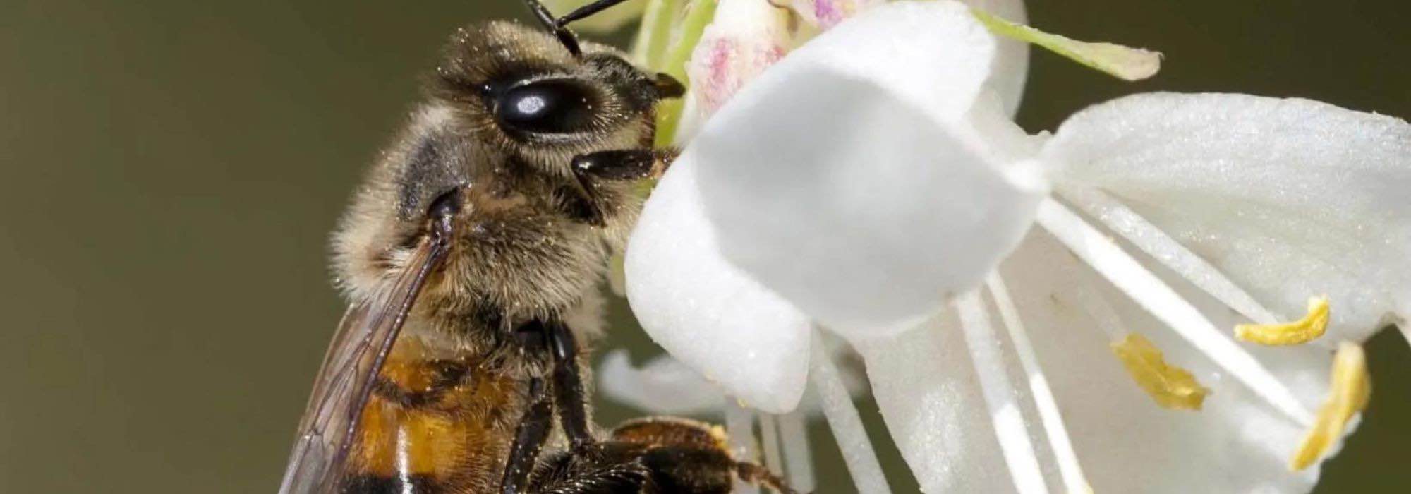 Os arbustos melíferos: uma ajuda preciosa para a biodiversidade