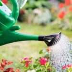 Com que frequência regar o jardim no verão?