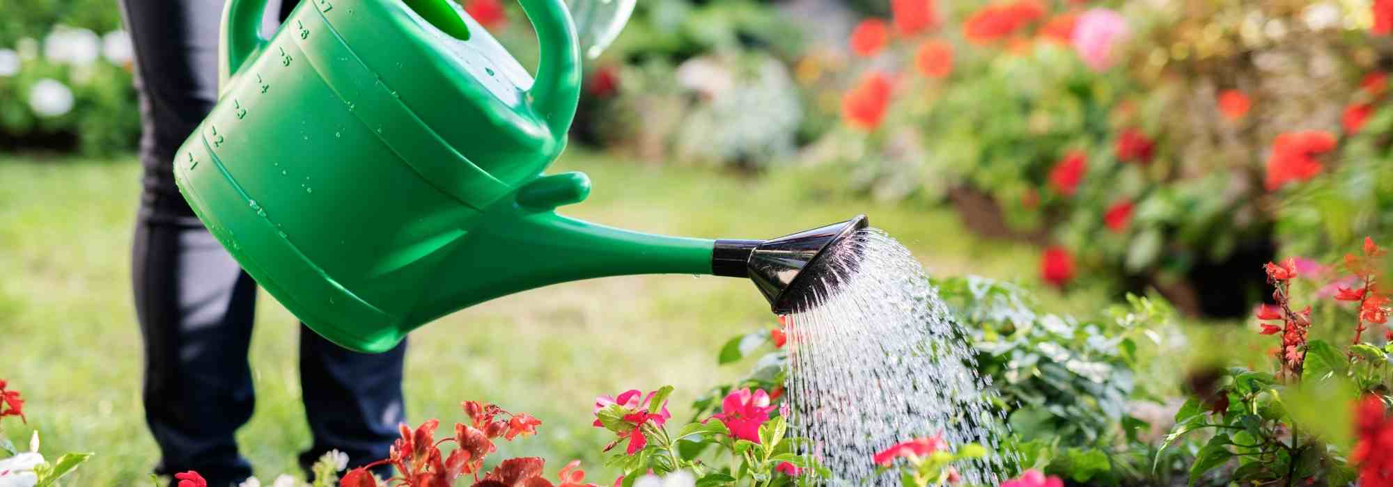 Com que frequência regar o jardim no verão?