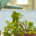 Os segredos de uma rega bem-sucedida: 7 regras de ouro para as suas plantas de interior