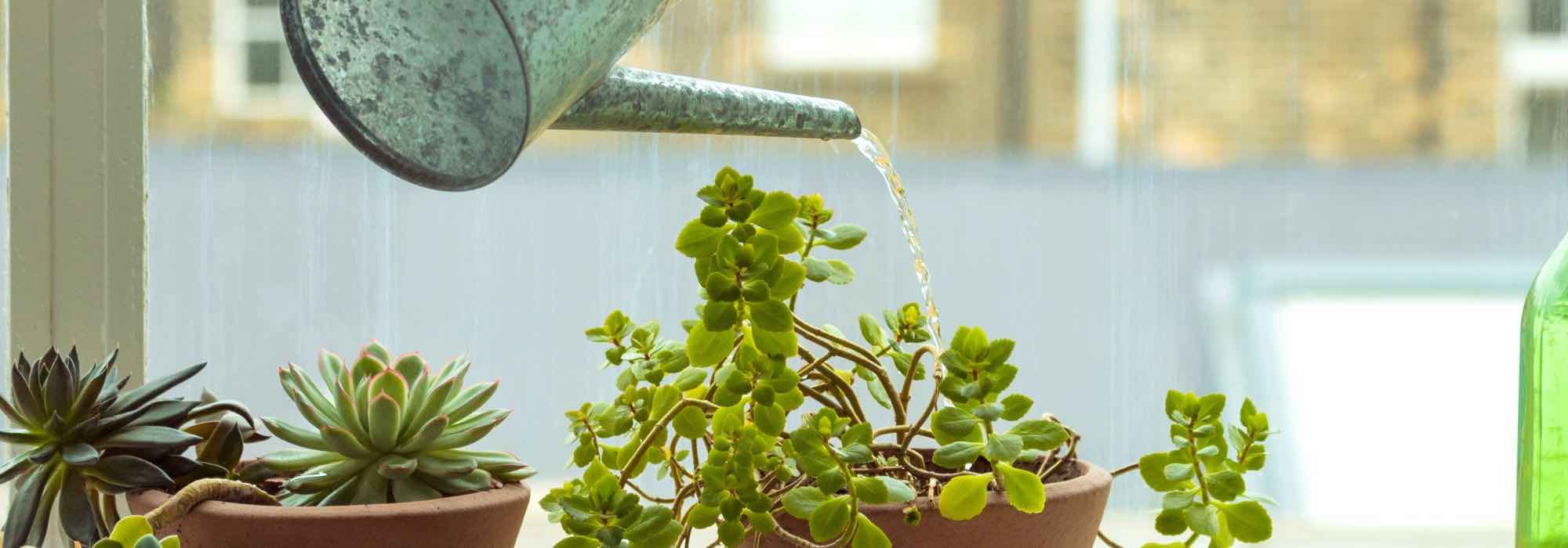 Os segredos de uma rega bem-sucedida: 7 regras de ouro para as suas plantas de interior