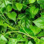 Conselhos para cultivar o espinafre-indiano