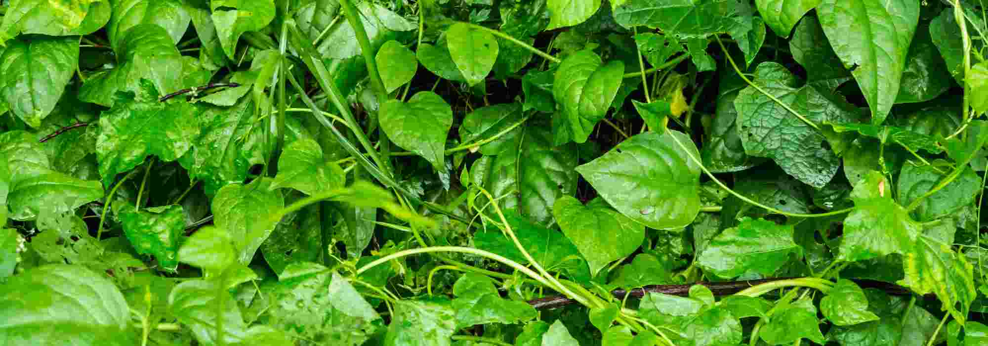 Conselhos para cultivar o espinafre-indiano