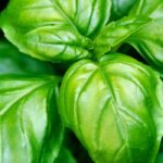 Os nossos melhores conselhos para cultivar manjericão com sucesso