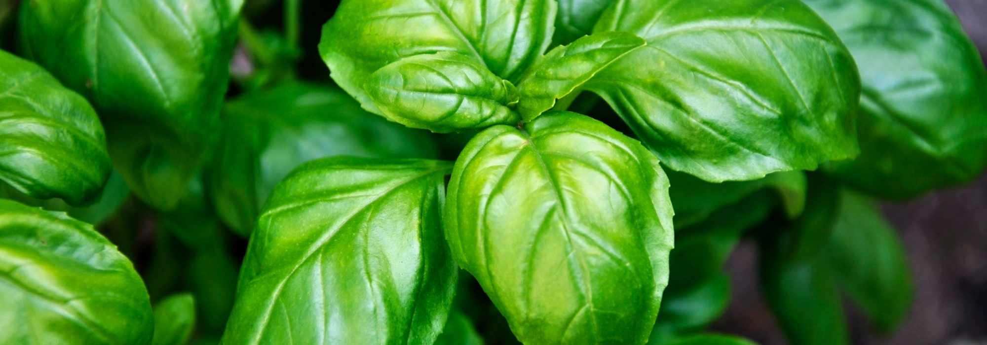 Os nossos melhores conselhos para cultivar manjericão com sucesso