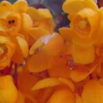 Bérberis: 5 variedades fáceis e coloridas para cultivar em vaso