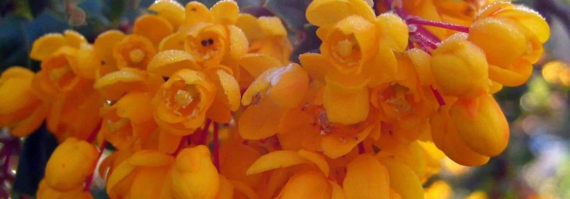 Bérberis: 5 variedades fáceis e coloridas para cultivar em vaso