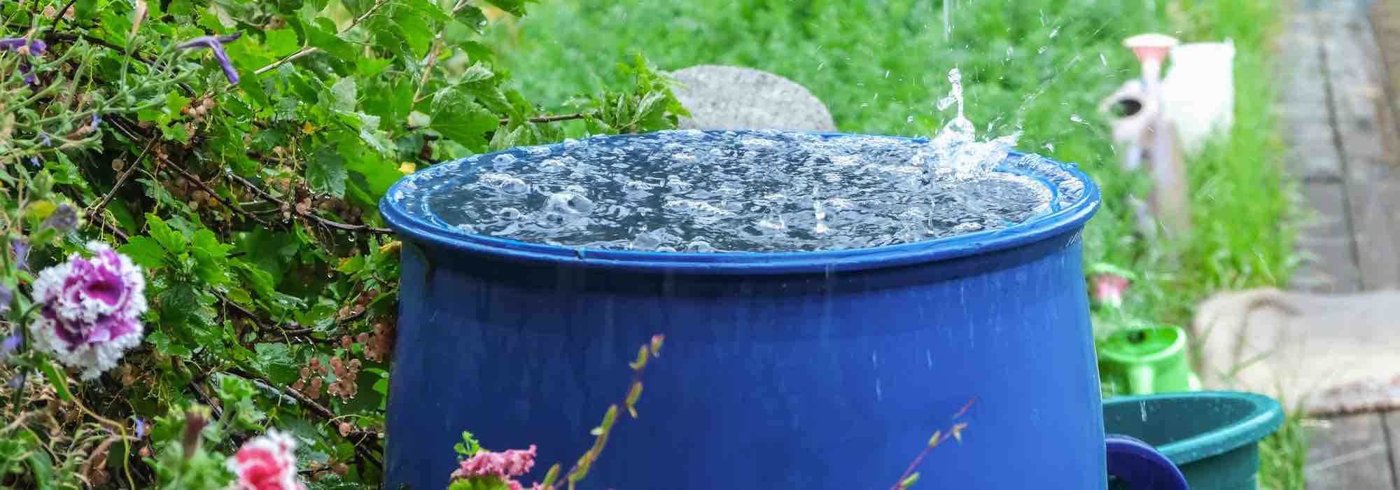 Água da torneira, água da chuva ou água desmineralizada: qual escolher para regar as plantas?