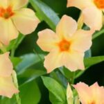 Dipladénia: as nossas escolhas seguras para um jardim florido durante todo o verão
