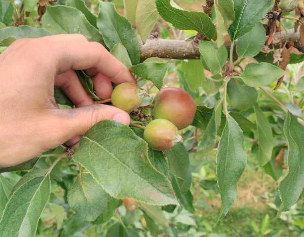 Porquê e como fazer a monda das árvores de fruto?