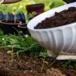 Que adubo escolher para as minhas plantas perenes?