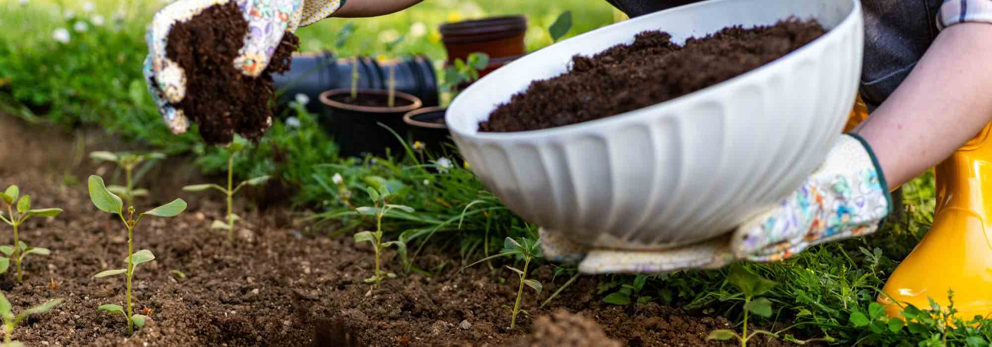 Que adubo escolher para as minhas plantas perenes?