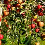 Que adubos escolher para as fruteiras?