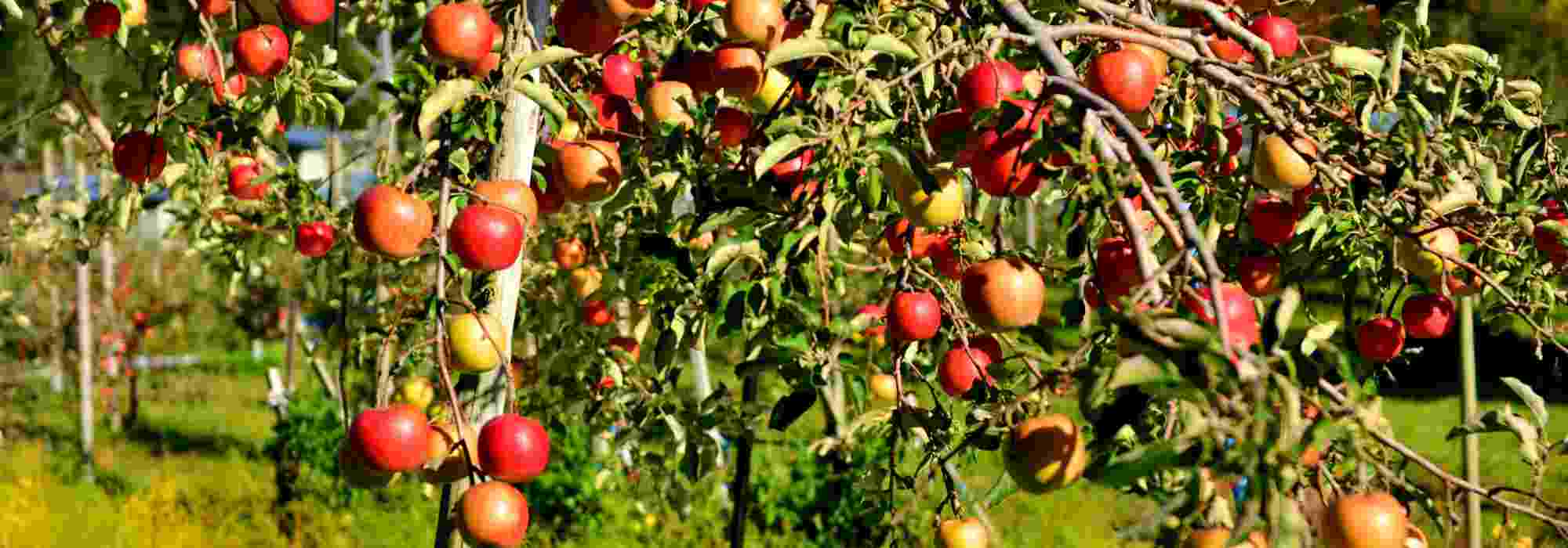 Que adubos escolher para as fruteiras?