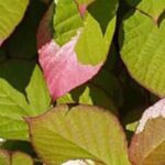 5 plantas trepadeiras com uma folhagem notável