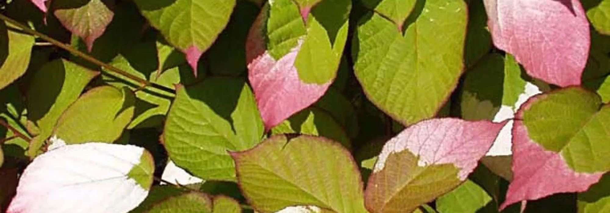 5 plantas trepadeiras com uma folhagem notável