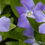 Pervinca invasora: como controlar a sua proliferação ou eliminá-la?