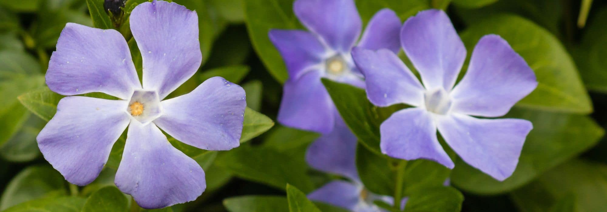 Pervinca invasora: como controlar a sua proliferação ou eliminá-la?