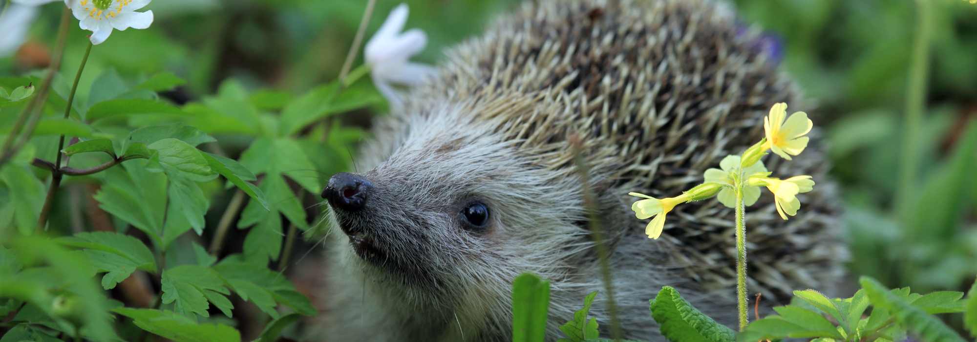O ouriço-cacheiro no jardim: um aliado precioso para a biodiversidade