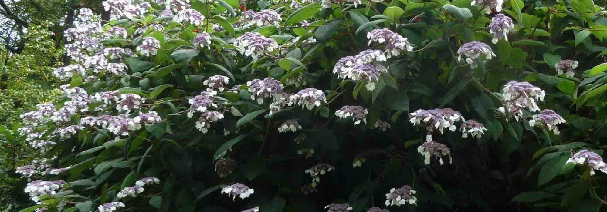 Quais são as hortênsias adequadas para a sombra?