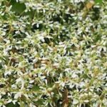As flores que se limpam sozinhas: uma solução para um jardim sem manutenção