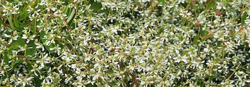 As flores que se limpam sozinhas: uma solução para um jardim sem manutenção