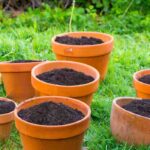 O que fazer com a terra e o substrato dos vasos antigos?