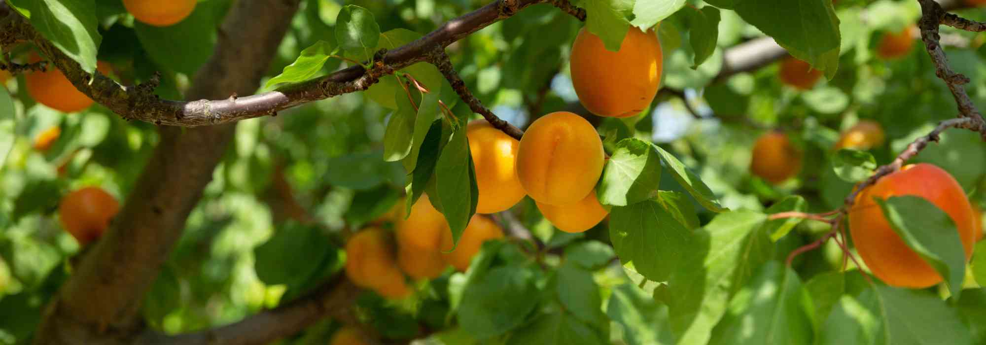 Porque é que o meu damasqueiro não dá frutos? Causas e soluções