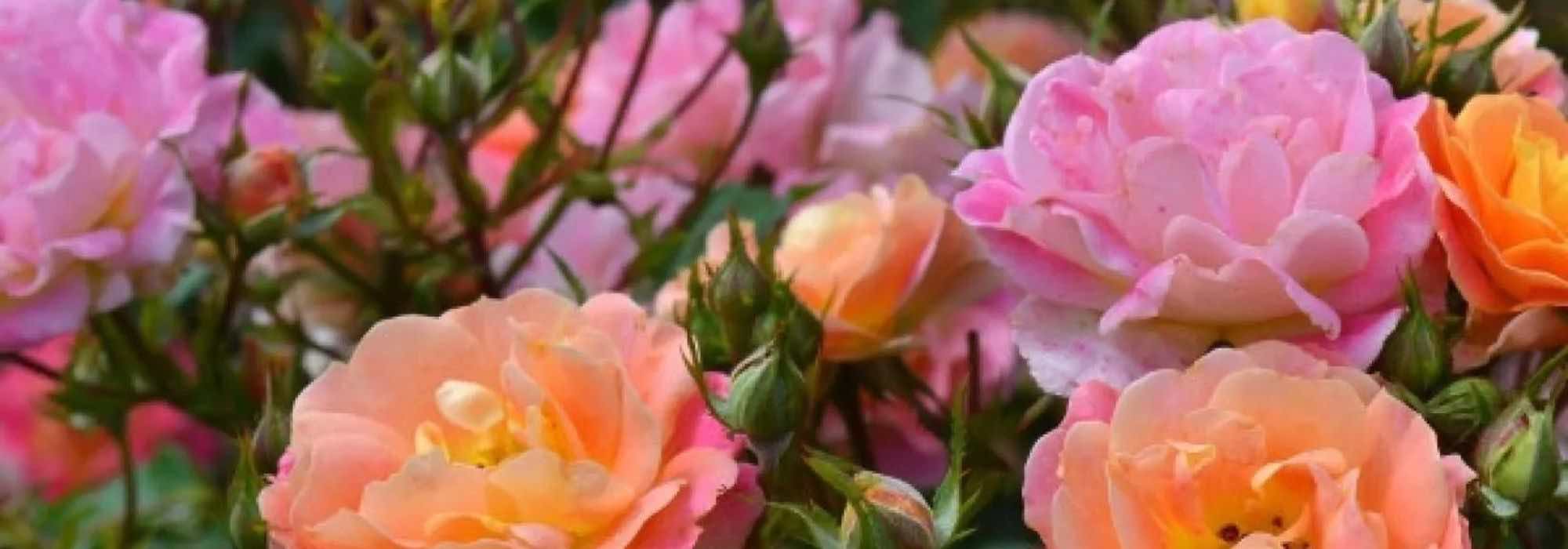 5 roseiras com flores bicolores para um jardim elegante e original