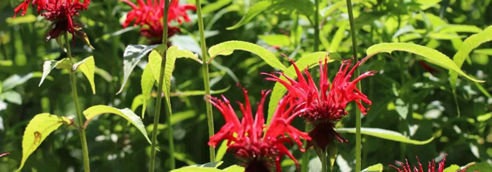 As melhores plantas aromáticas perenes para um jardim bonito e útil