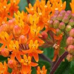 Crie um jardim luxuriante e exótico com estas 7 plantas perenes exóticas