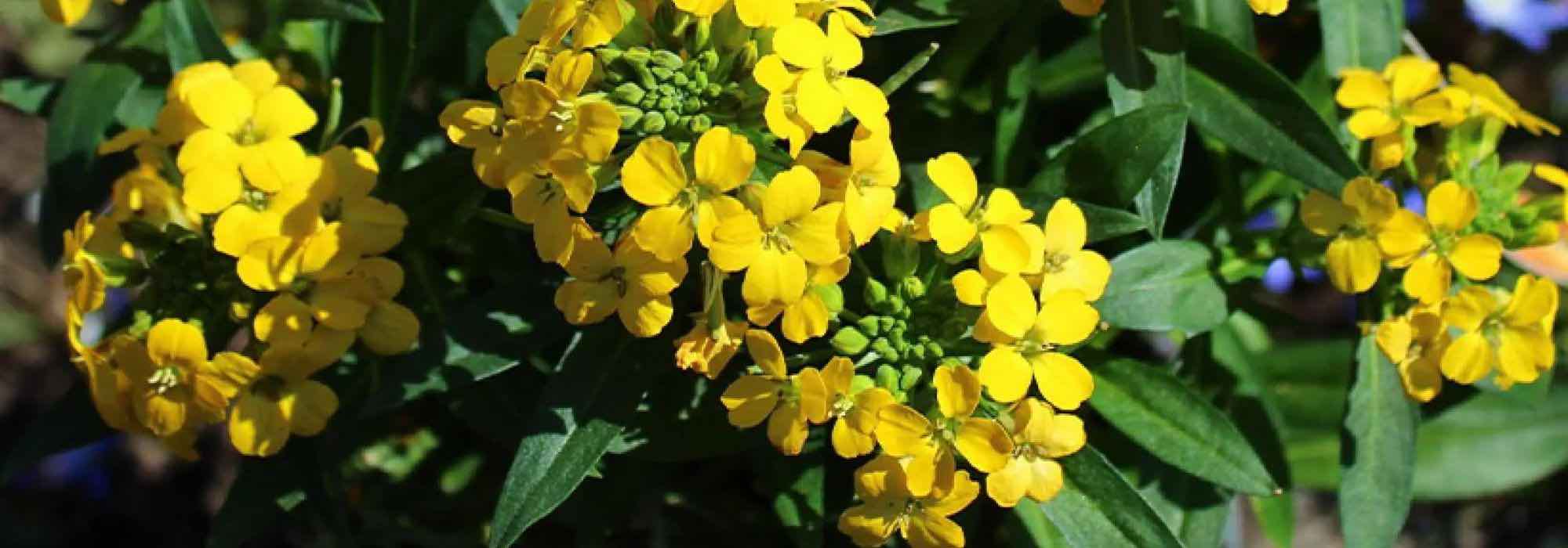 Adote estas plantas perenes perfumadas para perfumar o jardim!