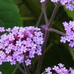 Terraços e varandas: 7 plantas perenes indispensáveis para cultivar em vaso