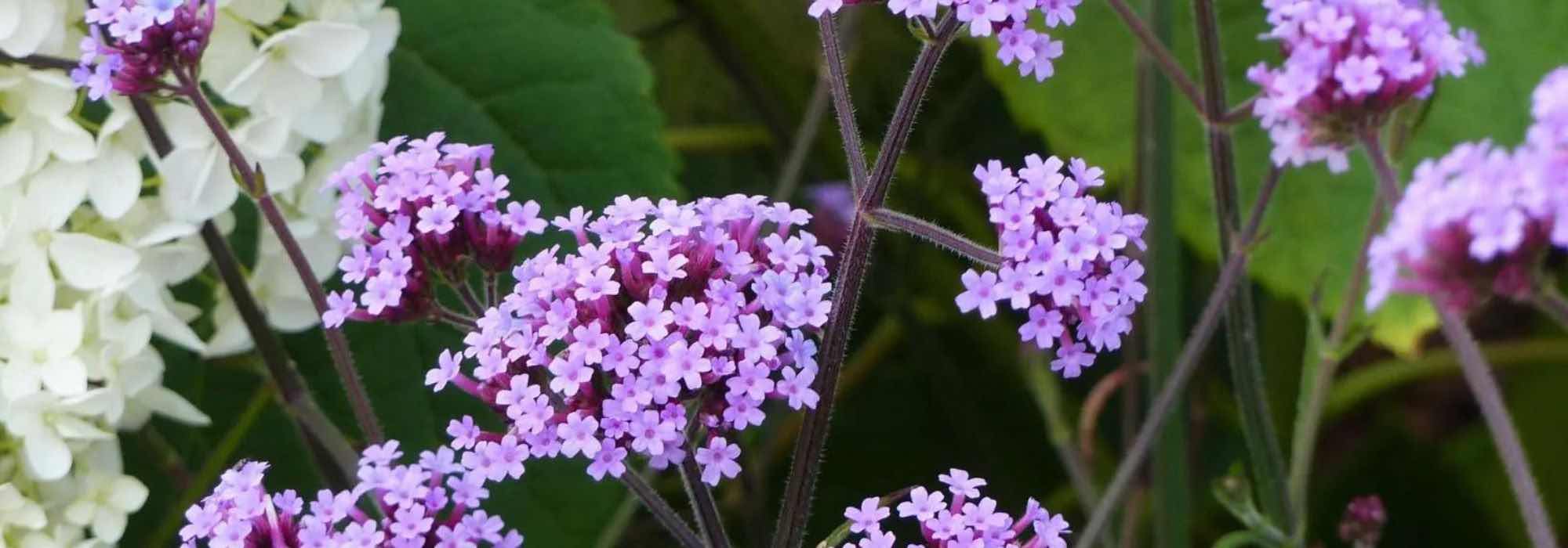 Terraços e varandas: 7 plantas perenes indispensáveis para cultivar em vaso