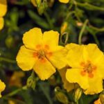 7 plantas perenes indispensáveis para um jardim de rochas bem conseguido