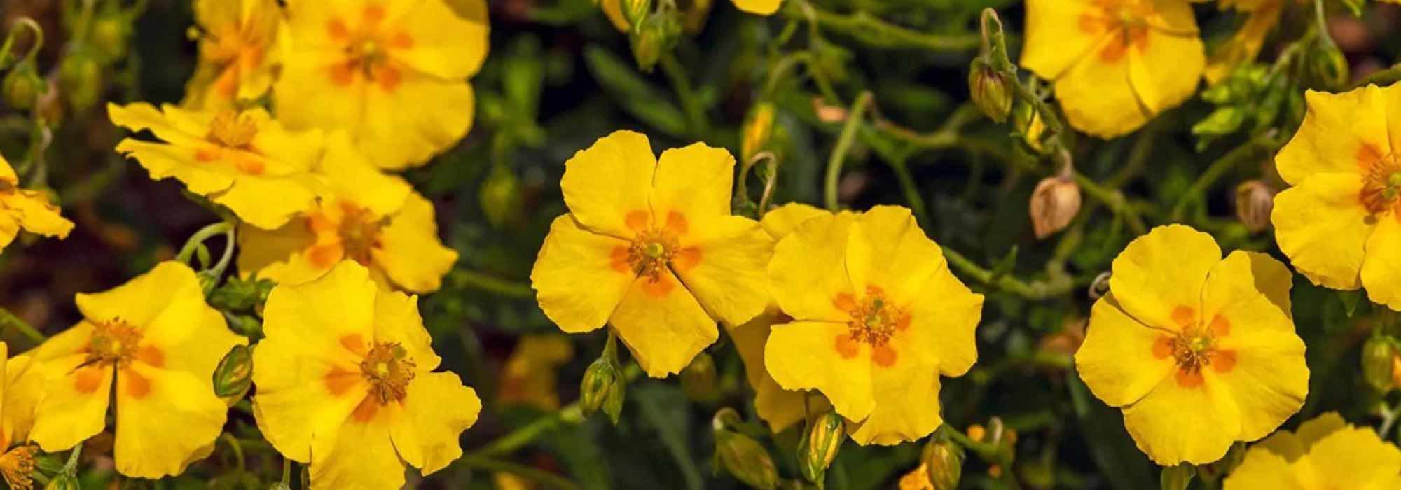 7 plantas perenes indispensáveis para um jardim de rochas bem conseguido