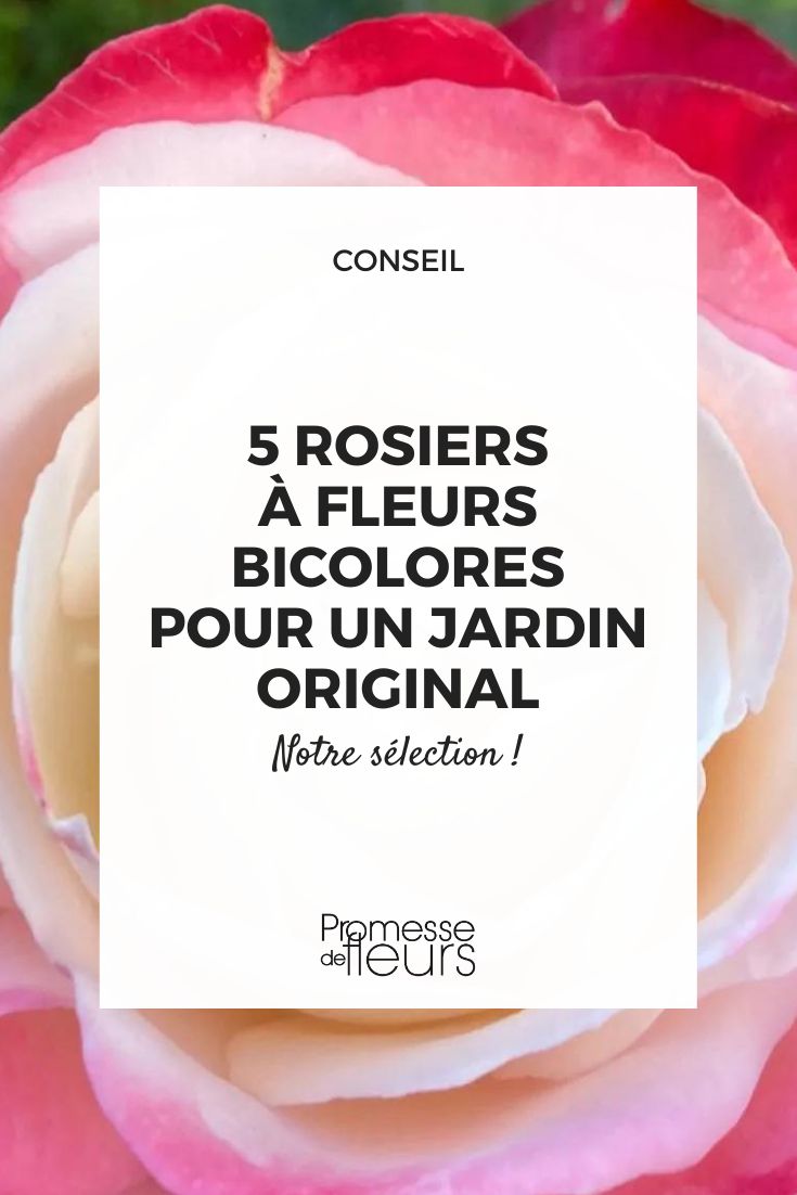 roseira de flores grandes 'Nostalgie'