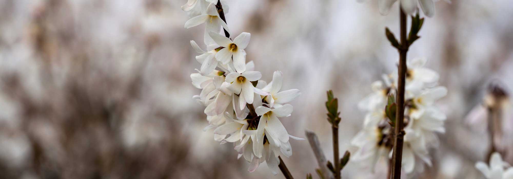 Forsítia-branca: plantar, cultivar e cuidar