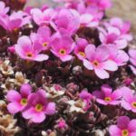 Androsace: cultivo, plantação e cuidados