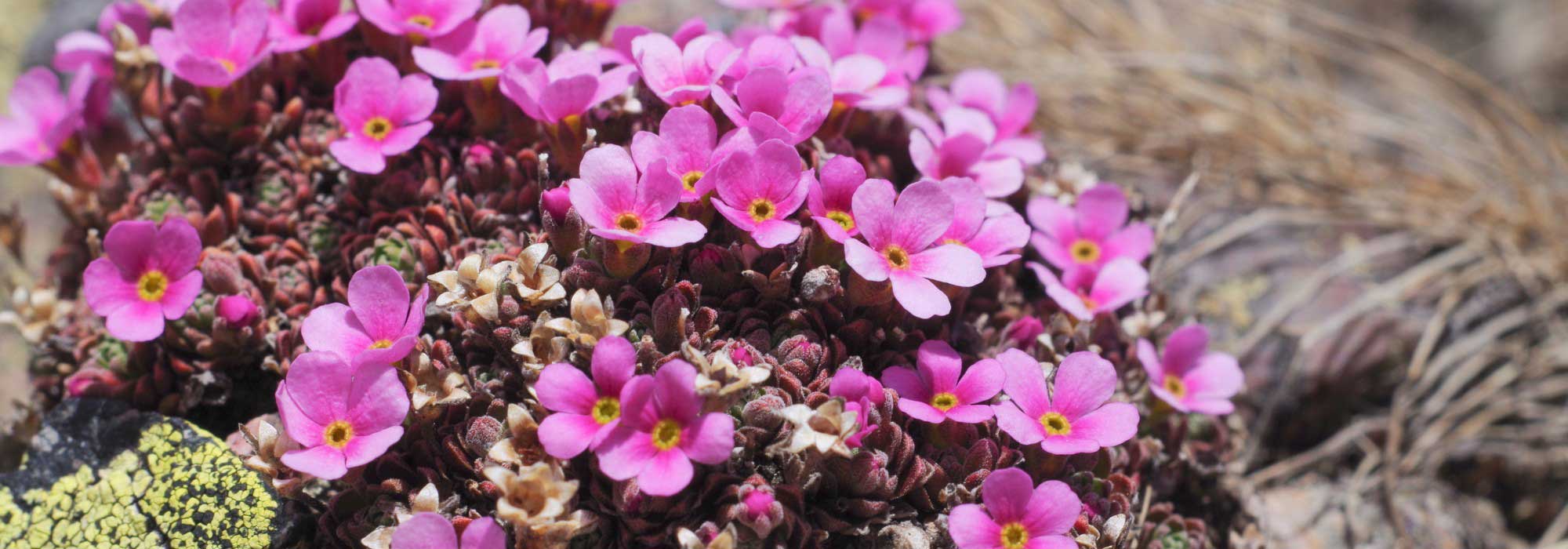 Androsace: cultivo, plantação e cuidados