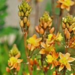 Cebolinha-de-jardim: plantar, cultivar e cuidar
